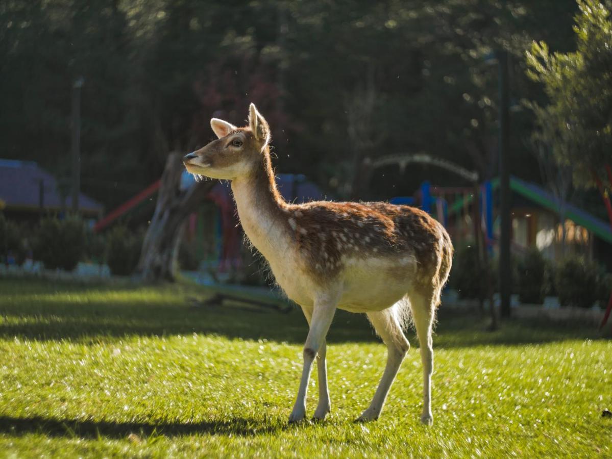 Te'Dreri - Llogora Tourist Village เดอร์มี ภายนอก รูปภาพ